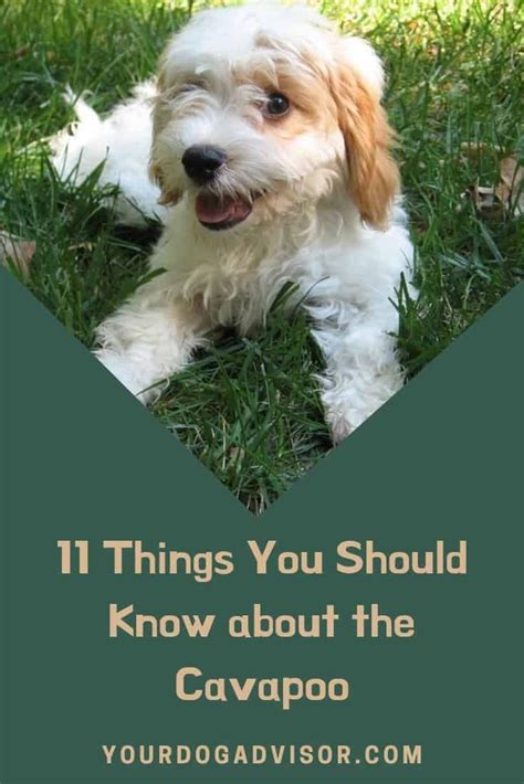 cabapo|Cavapoo Dog Breed Information: 11 Things to Know